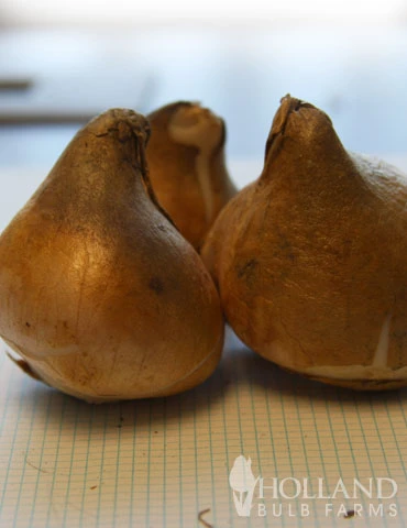 Menu Unicorn Dreams Tulip Garden Collection - Image 8