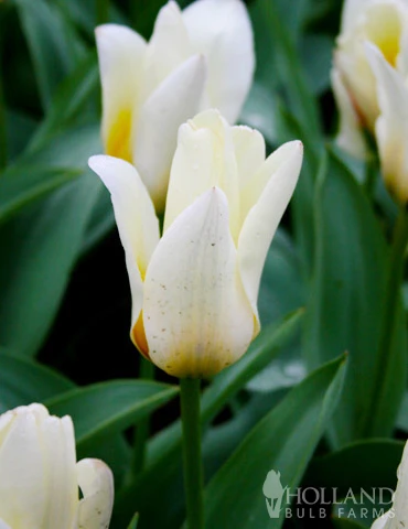 Menu Perennial Species Tulip Collection - Image 9