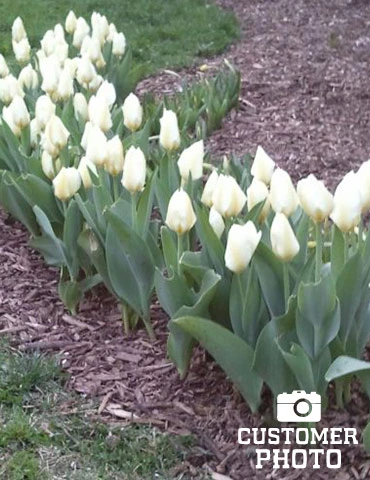 Menu Perennial Species Tulip Collection - Image 10