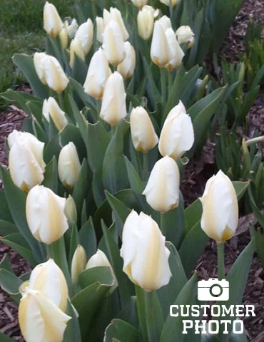 Menu Perennial Species Tulip Collection - Image 11