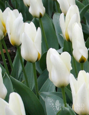 Menu Perennial Species Tulip Collection - Image 7