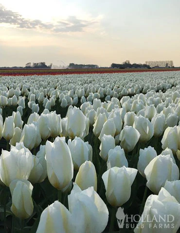 Menu Perennial Species Tulip Collection - Image 8