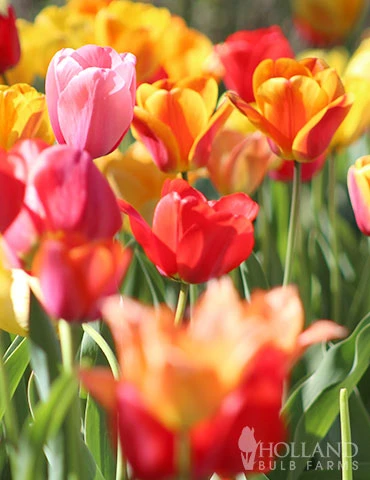 Menu 100 Tulips & Daffodils Collection - Image 3