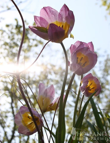 Menu Perennial Species Tulip Collection - Image 14