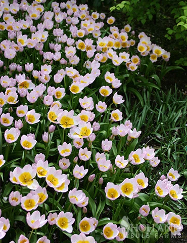 Menu Perennial Species Tulip Collection - Image 16