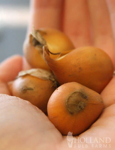 Menu Small Wonders Garden Collection - Image 16