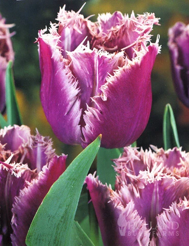 Menu Fringed Tulip Collection - Image 2