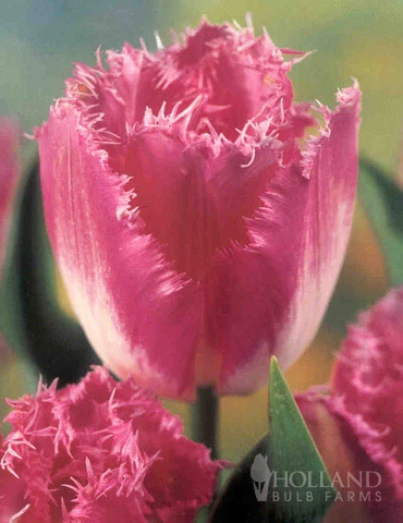 Menu Fringed Tulip Collection - Image 4