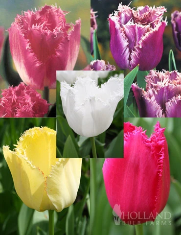 Menu Fringed Tulip Collection
