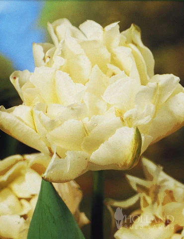 Menu Elegant Double Tulip Collection - Image 3