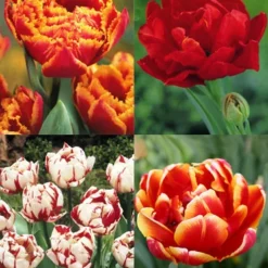 Menu Robust Double Flowering Tulip Collection
