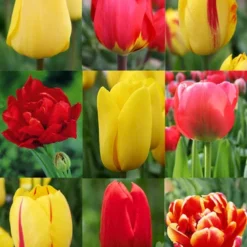 Menu 100 Blooms Of Red And Yellow Tulips Collection