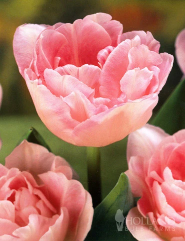 Menu 100 Blooms Of Purple And Pink Tulips Collection - Image 6