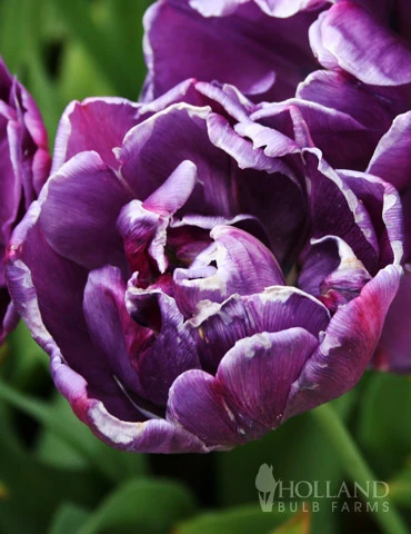 Menu 100 Blooms Of Purple And Pink Tulips Collection - Image 7