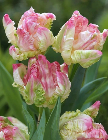 Menu 100 Blooms Of Purple And Pink Tulips Collection - Image 9