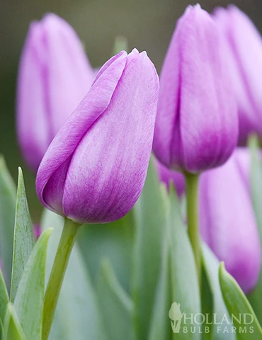 Menu 100 Blooms Of Purple And Pink Tulips Collection - Image 10