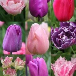Menu 100 Blooms Of Purple And Pink Tulips Collection