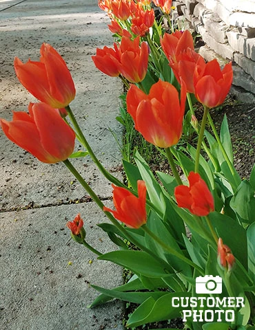 Menu Fosteriana Tulip Collection - Image 4