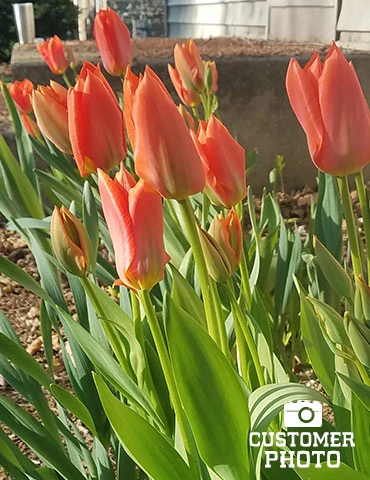 Menu Fosteriana Tulip Collection - Image 5