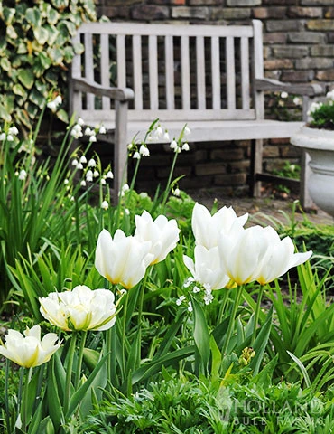 Menu Fosteriana Tulip Collection - Image 9