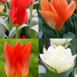 Menu Fosteriana Tulip Collection
