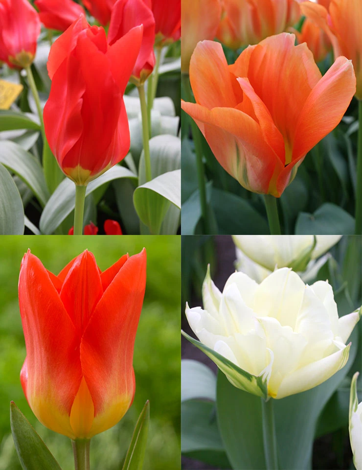 Menu Fosteriana Tulip Collection
