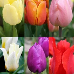 Menu Early Spring Tulip Collection