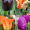 Menu Orange & Purple Tulip Collection