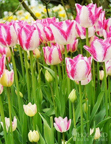 Menu Pink Tulip & Daffodil Collection - Image 10