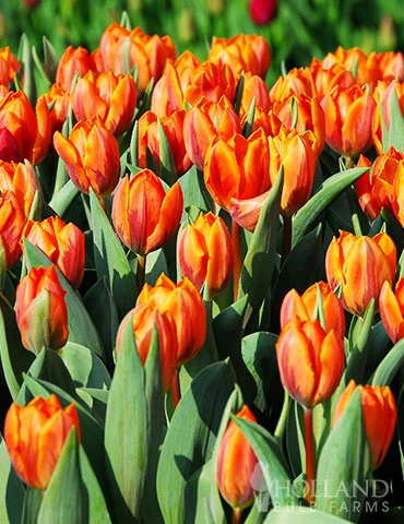 Menu All Spring Blooms Of Fragrant And Cut Flowers - Image 6