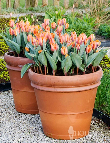 Menu All Spring Blooms Of Fragrant And Cut Flowers - Image 7