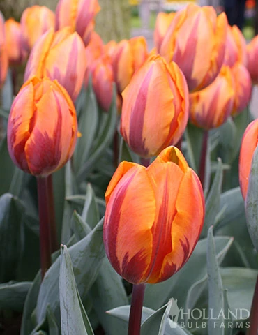 Menu All Spring Blooms Of Fragrant And Cut Flowers - Image 9