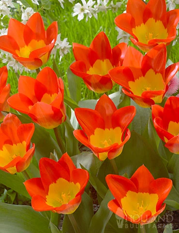 Menu Fosteriana Tulip Collection - Image 11