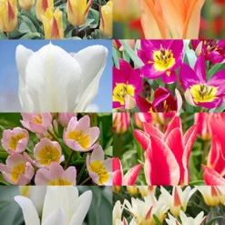 Menu Perennial Species Tulip Collection