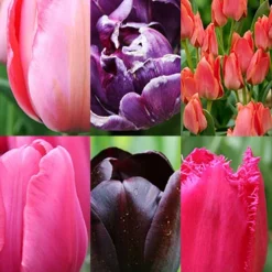 Menu Unicorn Dreams Tulip Garden Collection