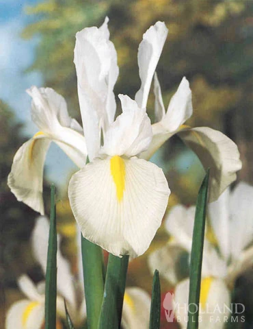 Menu Moonlight All White Garden Collection - Image 11