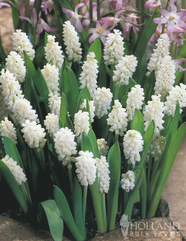 Menu Moonlight All White Garden Collection - Image 12