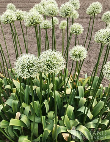 Menu Moonlight All White Garden Collection - Image 13