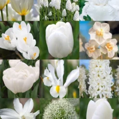 Menu Moonlight All White Garden Collection