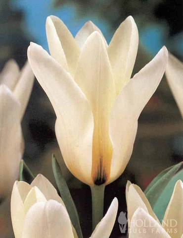 Menu Moonlight All White Garden Collection - Image 3