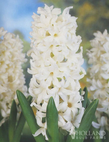 Menu Moonlight All White Garden Collection - Image 4