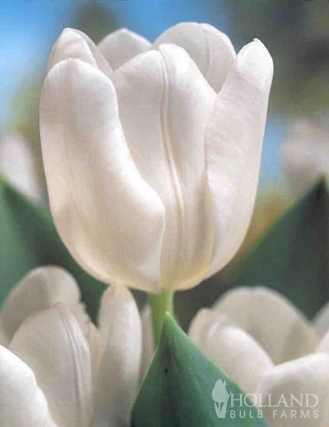 Menu Moonlight All White Garden Collection - Image 6