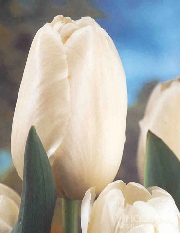 Menu Moonlight All White Garden Collection - Image 7