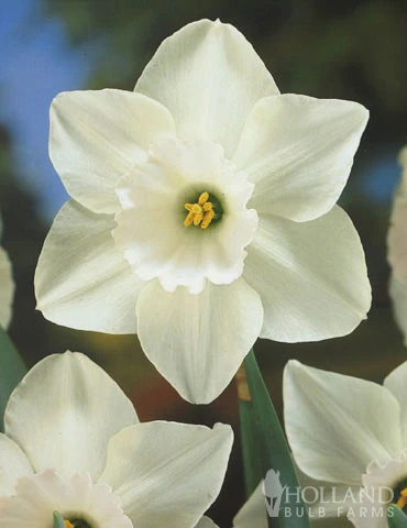 Menu Moonlight All White Garden Collection - Image 8