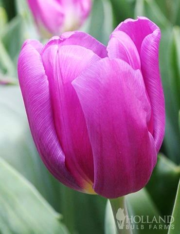 Menu The Everything Spring Garden Collection - Image 2