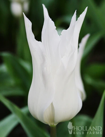 Menu The Everything Spring Garden Collection - Image 3