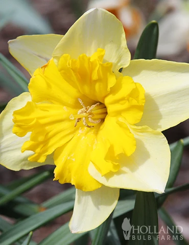 Menu The Everything Spring Garden Collection - Image 4