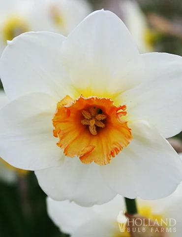 Menu The Everything Spring Garden Collection - Image 5