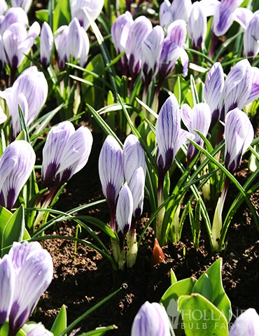 Menu The Everything Spring Garden Collection - Image 6