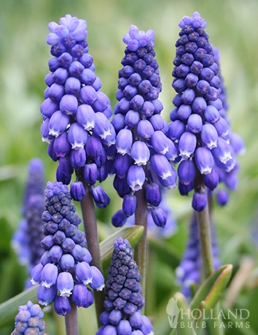 Menu The Everything Spring Garden Collection - Image 7